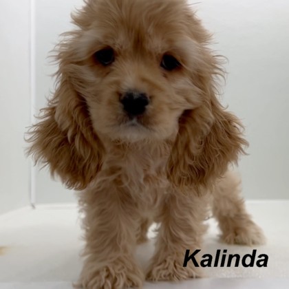 puppy, for, sale, Cocker Spaniel, Joe & Cherri  Overlease, dog, breeder, Miller, MO, dog-breeder, puppy-for-sale, forsale, nearby, find, puppyfind, locator, puppylocator, aca